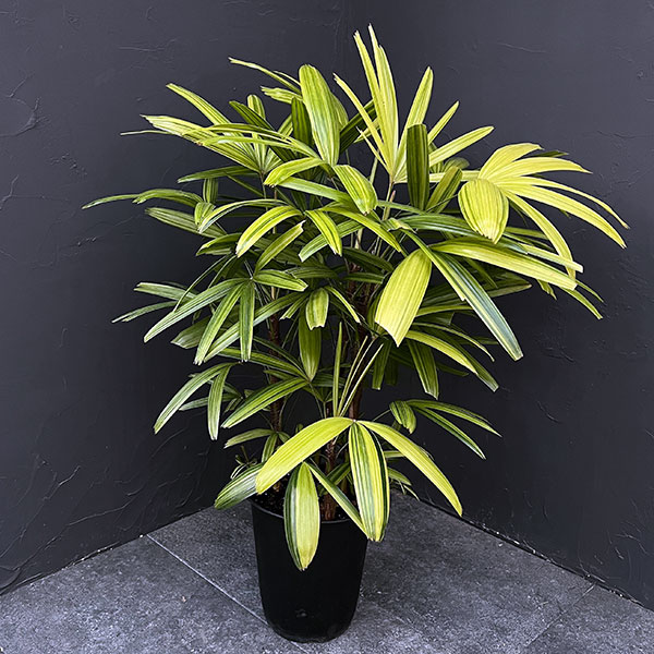 カンノンチク：綾錦(あやにしき)7号鉢植え