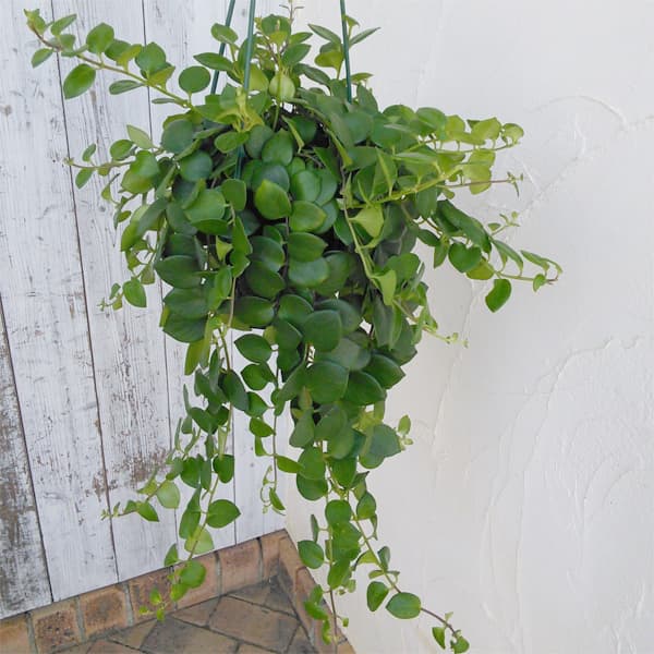 エスキナンサス：タイピンク　5号吊り鉢*