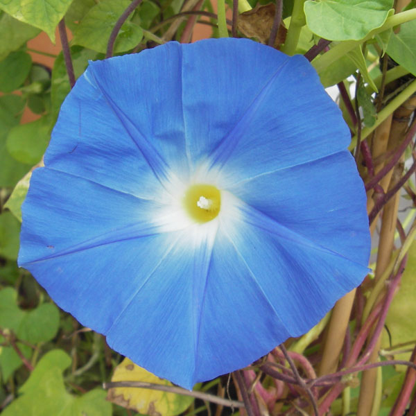 アサガオ（イポメア）：西洋朝顔ヘブンリーブルー2.5号ポット 24株セット