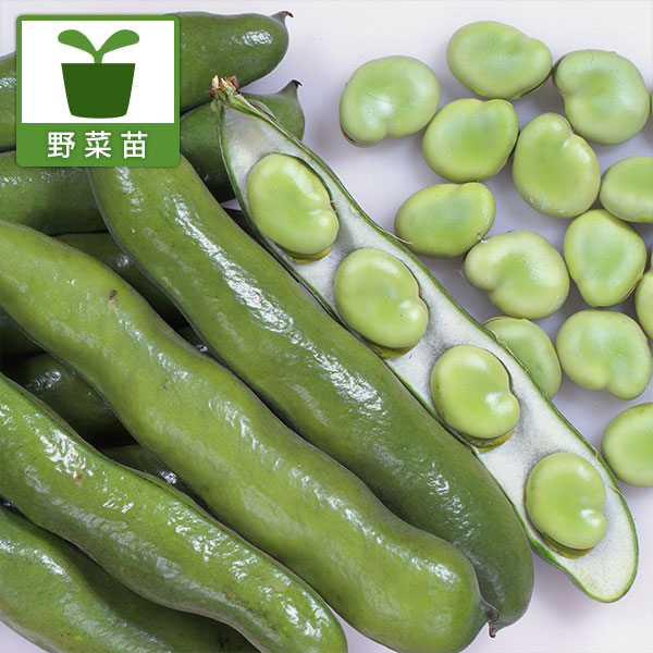 そらまめ・駒栄（こまさかえ）ソラマメの苗3号ポット苗