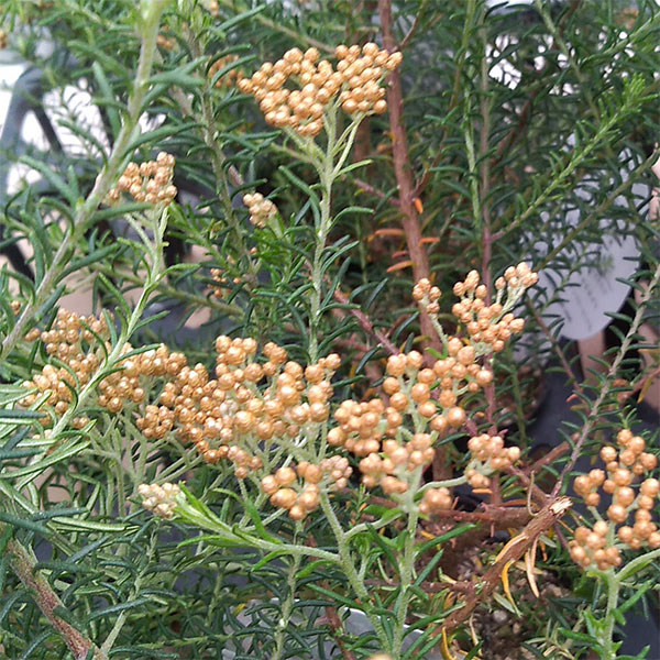 ライスフラワー・ゴールド3号ポット 2株セット