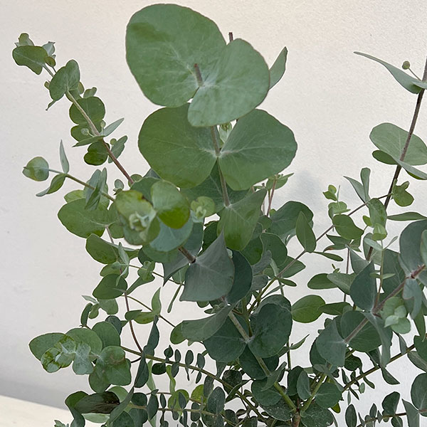 ユーカリ：シネレア（銀丸葉）4号鉢植え