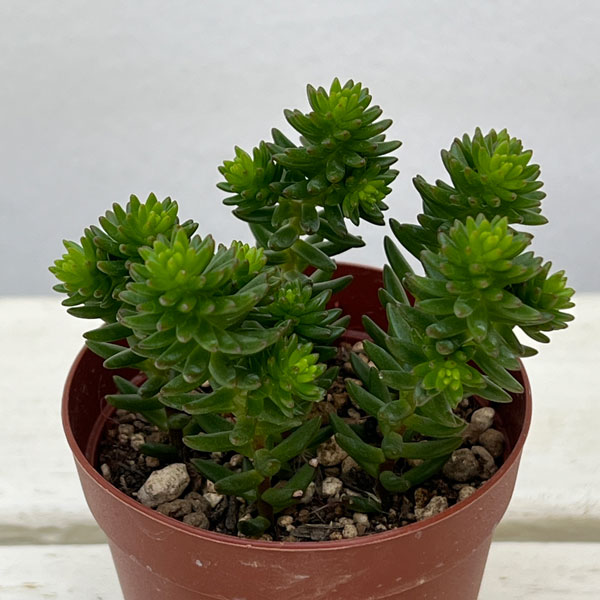 セダム：グリーンペット2.5号ポット