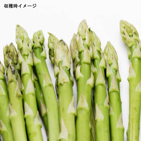 2株セット特別価格　北海道産　アスパラガス　株　苗 2株セット特別価格 北海道産 アスパラガス 株 苗 - 根菜・豆類