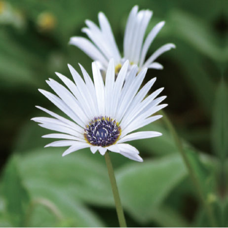 アークトチス：グランディス3.5号ポット 6株セット