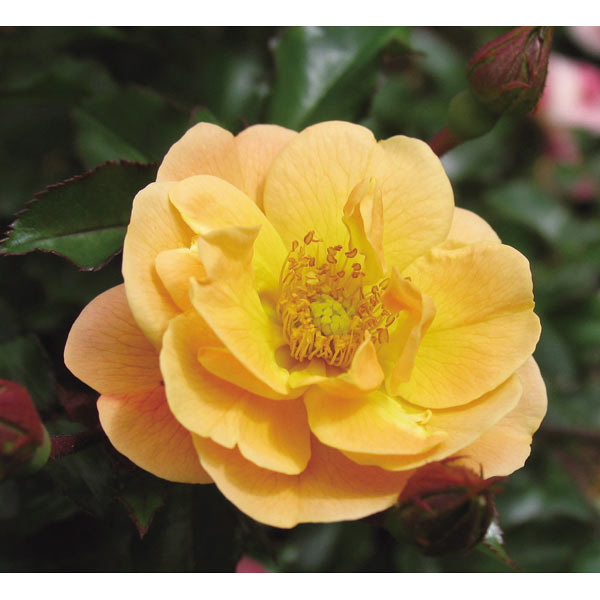 [送料無料]フラワーカーペットローズ：アンバー3.5号ポット 20株セット