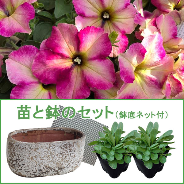 苗と鉢のセット:ペチュニアティーナ ジャジーチェリー4号ポット 苗と鉢のセット:ペチュニアティーナ ジャジーチェリー4号ポット