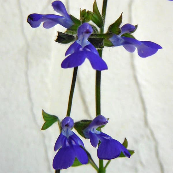 サルビア:シナロエンシス コスミックブルー3号ポット 12株セット