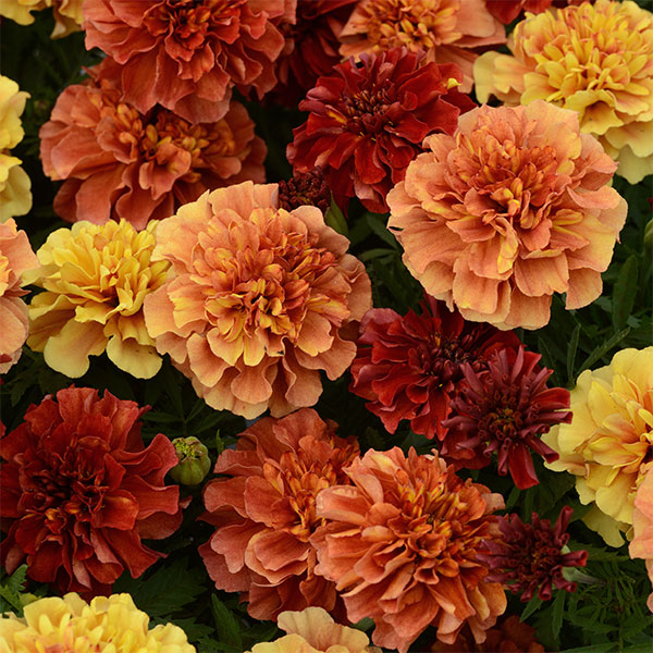 園芸ネット本店｜マリーゴールド：ストロベリーブロンド3.5号ポット 12