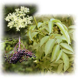 [26年4月下旬予約]西洋ニワトコ（エルダーフラワー）：オーレア（黄金葉）4号ポット