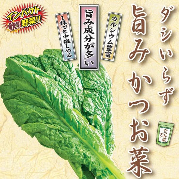 [25年9月中下旬予約]旨み　かつお菜3号ポット