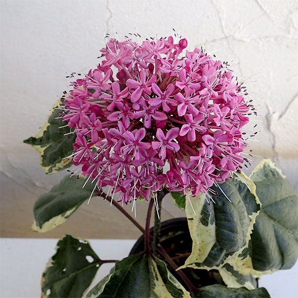 [26年5月中下旬予約]クレロデンドルム：ピンクダイヤモンド（斑入り葉種）3.5号ポット