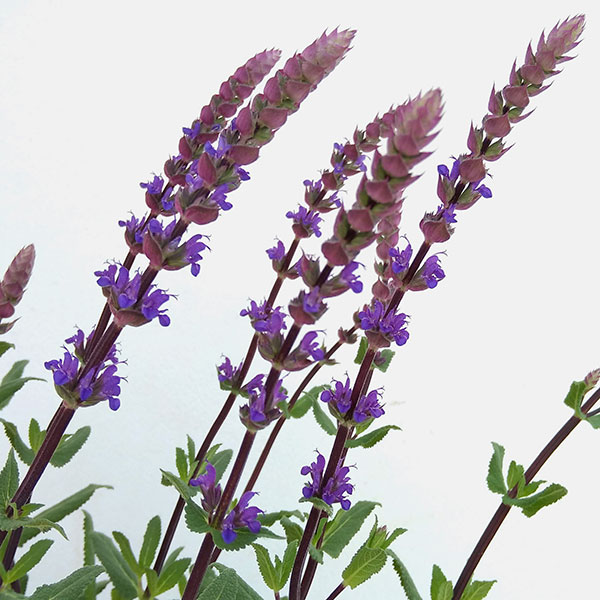 サルビア：ネモローサ　カラドンナ3号ポット 4株セット