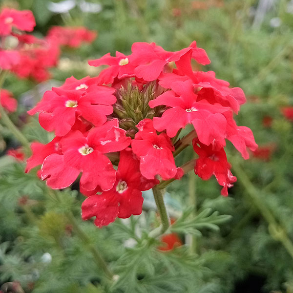 バーベナ：テネラ レッド　3号ポット