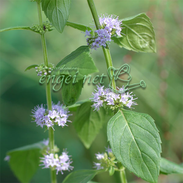 ニホンハッカ（日本薄荷）3号ポット 10株セット