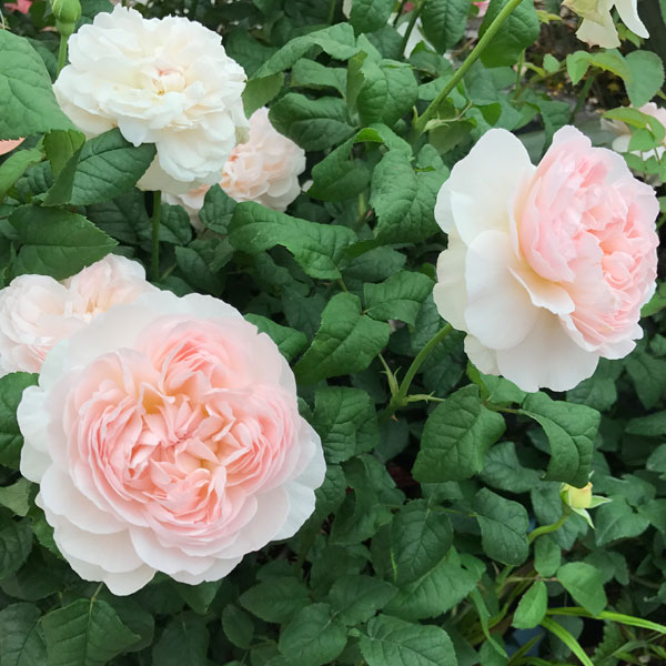 四季咲中輪バラ：アッサンブラージュ6号鉢植え