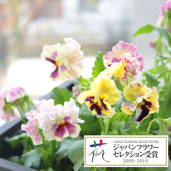 パンジー：ムーランフリルシフォン3.5号ポット 6株セット