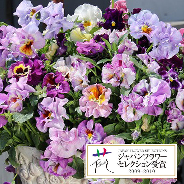 パンジー：ムーランフリルライトビオレッタ3.5号ポット 6株セット