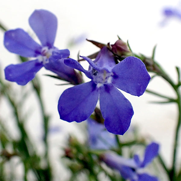 ロベリア：エンジェル　ダークブルー3号ポット 3株セット