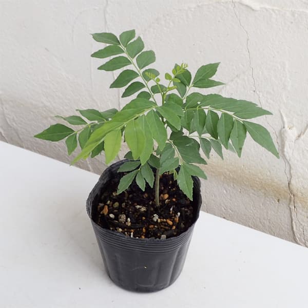 アジアンハーブ：カレーの木3.5号ポット