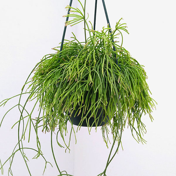 リプサリス：カピリフォルミス（松風）5号吊植え