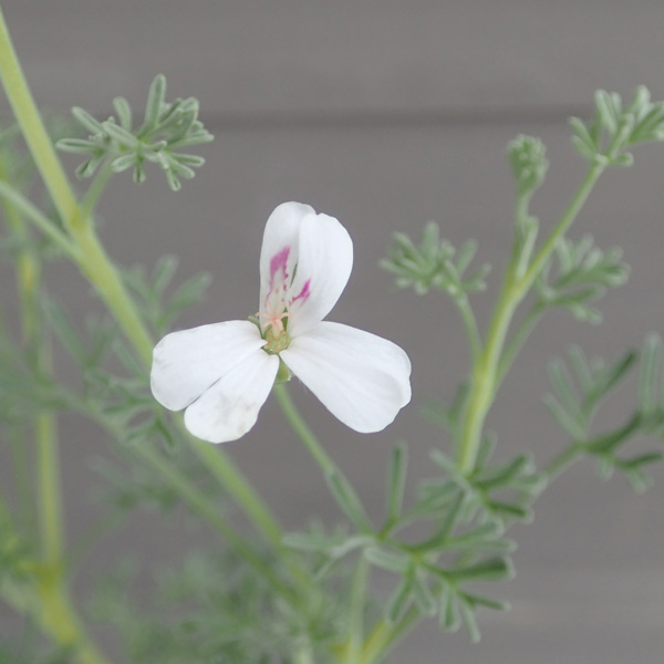 ニオイゼラニウム：サザンウッド3号ポット 2株セット