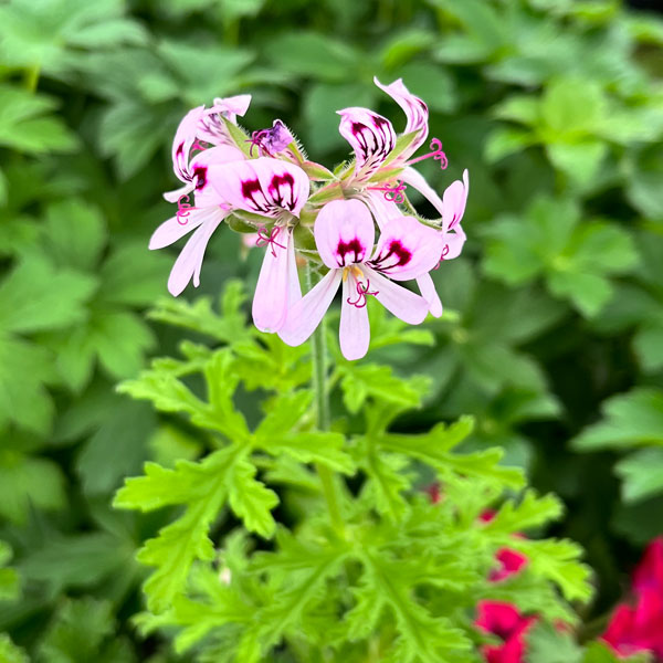 ニオイゼラニウム：ラデュラ3号ポット 2株セット