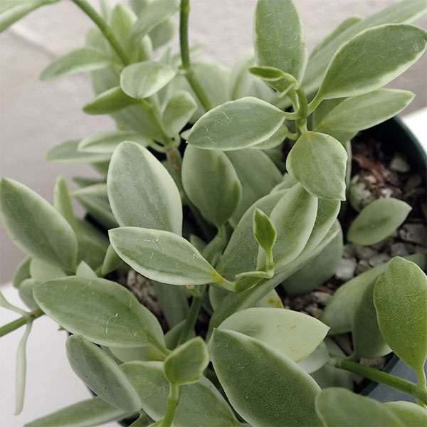 ディスキディア・エメラルド2.5号ポット 3株セット