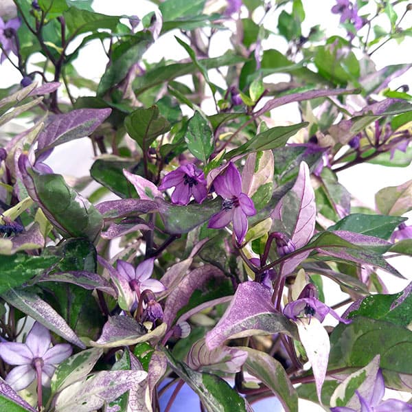 観賞用トウガラシ：カリコ3号ポット 6株セット