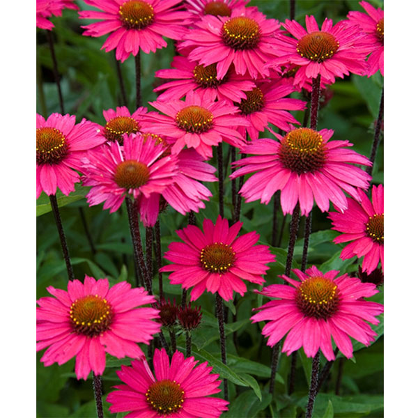 エキナセア：センセーションピンク3号ポット