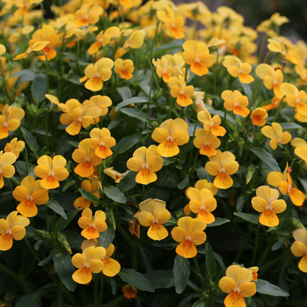 MSKガーデン極小輪ビオラ：フルーレット　ピュアーオレンジ系3号ポット 6株セット