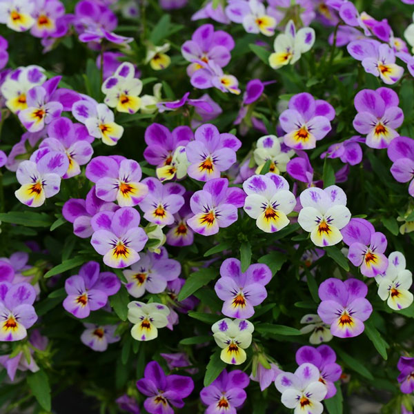 MSKガーデン極小輪ビオラ：フルーレット　ワンダーランドピンクドリーム3号ポット2株セット