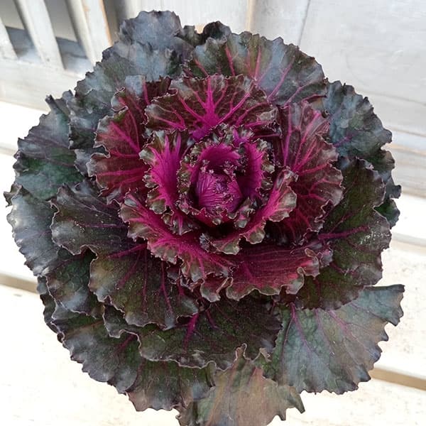 ハボタン：光子ロイヤル（丸葉系）2.5号 6株セット