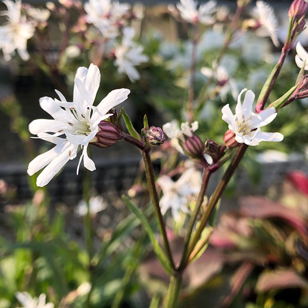 リクニス：ホワイトロビン3-3.5号ポット 6株セット