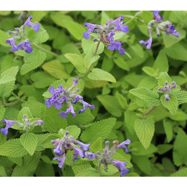 ネペタ ：ライムミント3～3.5号ポット 6株セット