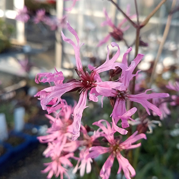 リクニス：フロスククリ　ピンク3-3.5号ポット 6株セット