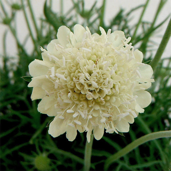 スカビオサ：ムーンダンス3号ポット 3株セット