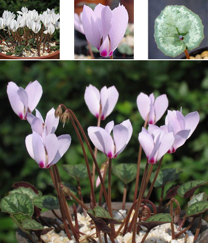 原種シクラメン種子：シリシアム ＭＩＸ／20粒