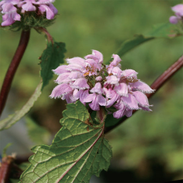 フロミス：チューベローサ3.5号ポット 2株セット