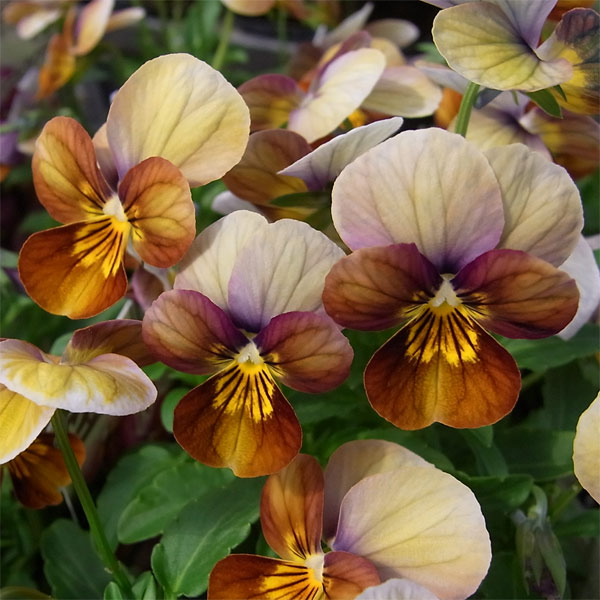 ビオラ：ビッツ　ハートカクテル 3～3.5号ポット 8株セット