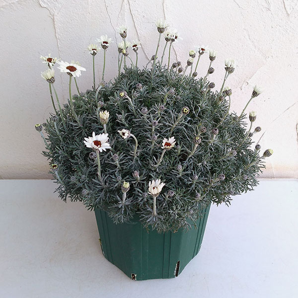 ローダンセマム：アフリカンアイズ7号ポット