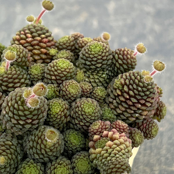 モナンテス：ポリフィラ2号ポット