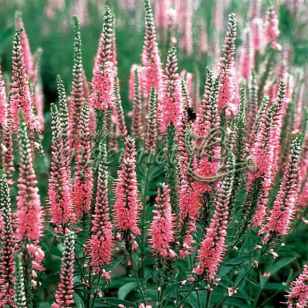 ベロニカ:ロンギフォリア ピンクシェーズ3号ポット 2株セット