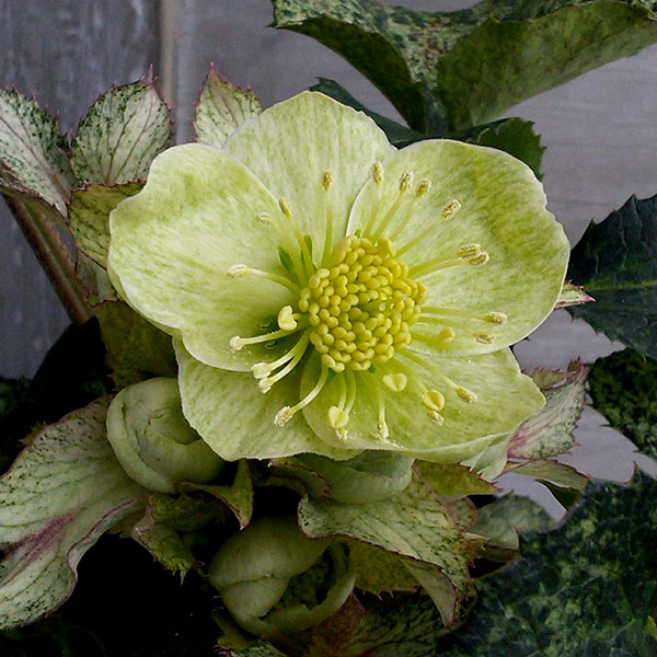 園芸ネット本店｜クリスマスローズ（原種系）：*アーグチフォリウスHGC