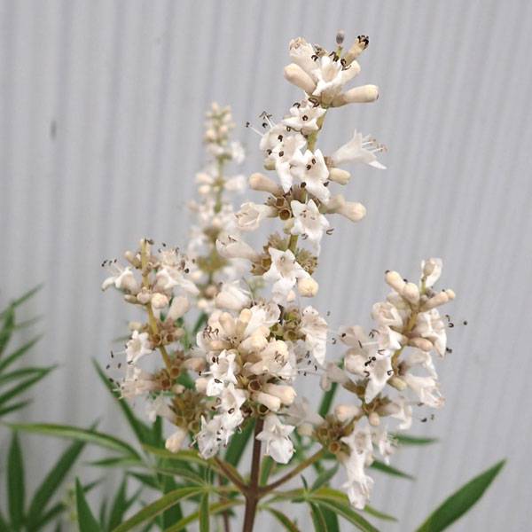 希少(ᵔᴥᵔ)白花♫ホワイトガーデン ホワイトガーデン】植えっぱなしで春から秋まで咲き続ける【純白のお花 その他