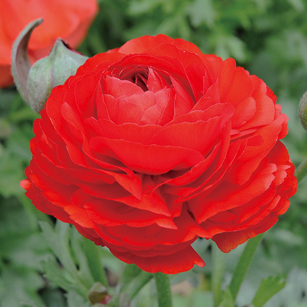 ラナンキュラス：マシェ・レッド3.5号ポット 2株セット