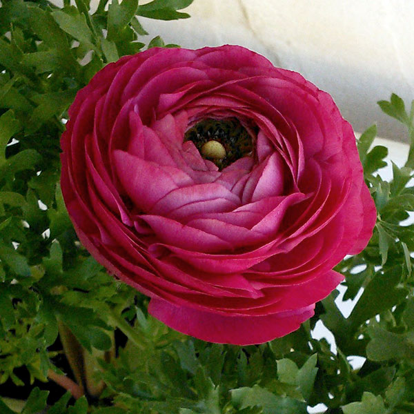 ラナンキュラス：マシェ・ローズピンク3.5号ポット 2株セット