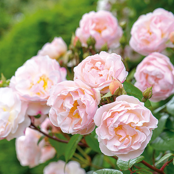 イングリッシュローズ　デビッド・オースチン・ロージズ：ザ・レディ・オブ・ザ・レイク大苗10L角鉢植え