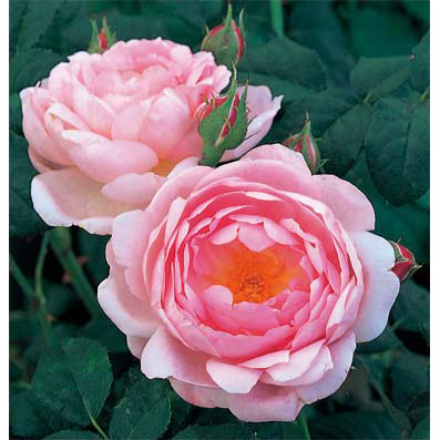 イングリッシュローズ　デビッド・オースチン・ロージズ：セプタード・アイル大苗10L角鉢植え