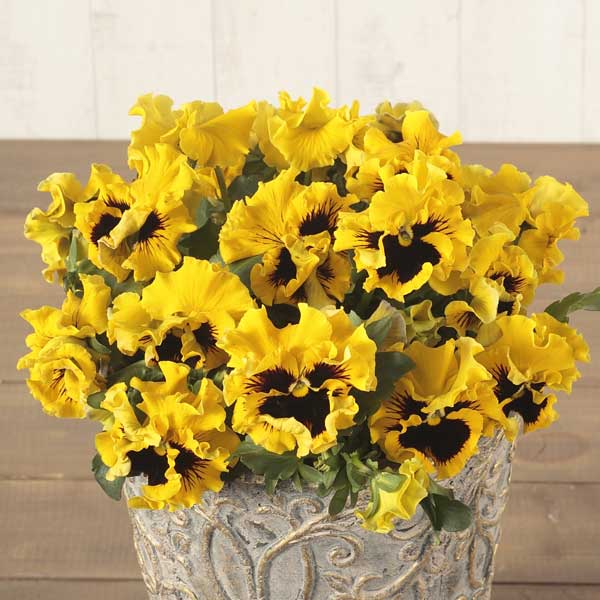 パンジー:絵になるスミレ:ソレイユ3.5号ポット 2株セット